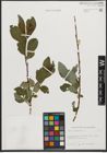 Foto von Salix phylicifolia L.
